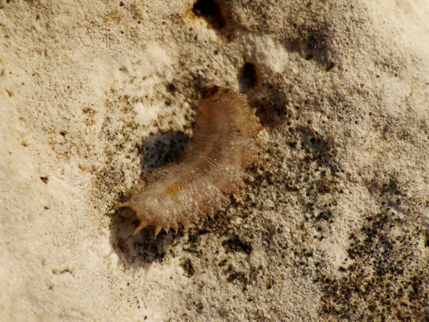 Larva strana: Syrphidae; probabile Paragus sp.